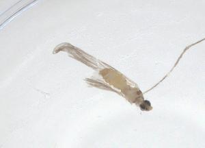  ( - CBG-A26035-E01)  @11 [ ] CreativeCommons - Attribution Share - Alike (2024) Centre for Biodiversity Genomics Centre for Biodiversity Genomics