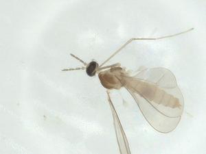  ( - CBG-A26037-F11)  @11 [ ] CreativeCommons - Attribution Share - Alike (2024) Centre for Biodiversity Genomics Centre for Biodiversity Genomics