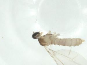  ( - CBG-A26037-G12)  @11 [ ] CreativeCommons - Attribution Share - Alike (2024) Centre for Biodiversity Genomics Centre for Biodiversity Genomics