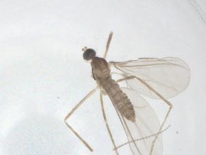  ( - CBG-A26038-D01)  @11 [ ] CreativeCommons - Attribution Share - Alike (2024) Centre for Biodiversity Genomics Centre for Biodiversity Genomics