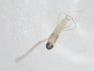  ( - CBG-A26041-G10)  @11 [ ] CreativeCommons - Attribution Share - Alike (2024) Centre for Biodiversity Genomics Centre for Biodiversity Genomics