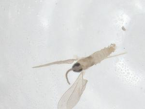  ( - CBG-A26041-H11)  @11 [ ] CreativeCommons - Attribution Share - Alike (2024) Centre for Biodiversity Genomics Centre for Biodiversity Genomics