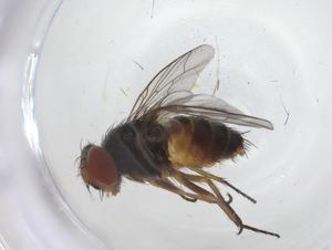  ( - CBG-A28667-E01)  @11 [ ] CreativeCommons - Attribution Share - Alike (2024) Centre for Biodiversity Genomics Centre for Biodiversity Genomics