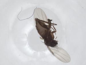  ( - CBG-A28691-E02)  @11 [ ] CreativeCommons - Attribution Share - Alike (2024) Centre for Biodiversity Genomics Centre for Biodiversity Genomics