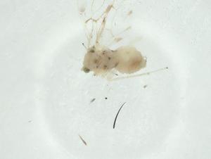  ( - CBG-A29619-C02)  @11 [ ] CreativeCommons - Attribution Share - Alike (2024) Centre for Biodiversity Genomics Centre for Biodiversity Genomics