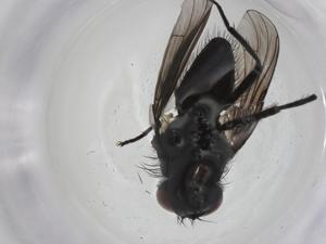  ( - CBG-A29687-H03)  @11 [ ] CreativeCommons - Attribution Share - Alike (2024) Centre for Biodiversity Genomics Centre for Biodiversity Genomics