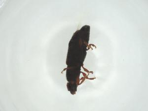  ( - CBG-A29787-D03)  @11 [ ] CreativeCommons - Attribution Share - Alike (2024) Centre for Biodiversity Genomics Centre for Biodiversity Genomics