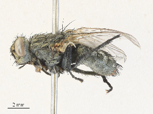  ( - CBG-A30118-B01)  @11 [ ] CreativeCommons - Attribution Share - Alike (2024) CBG Photography Group Centre for Biodiversity Genomics