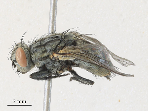  ( - CBG-A30118-B05)  @11 [ ] CreativeCommons - Attribution Share - Alike (2024) CBG Photography Group Centre for Biodiversity Genomics