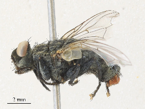  ( - CBG-A30118-B06)  @11 [ ] CreativeCommons - Attribution Share - Alike (2024) CBG Photography Group Centre for Biodiversity Genomics