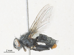  ( - CBG-A30148-D08)  @11 [ ] CreativeCommons - Attribution Share - Alike (2024) CBG Photography Group Centre for Biodiversity Genomics