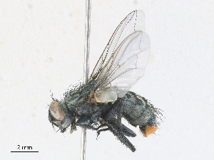  ( - CBG-A30158-G02)  @11 [ ] CreativeCommons - Attribution Share - Alike (2024) CBG Photography Group Centre for Biodiversity Genomics