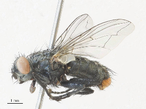  ( - CBG-A30159-A12)  @11 [ ] CreativeCommons - Attribution Share - Alike (2024) CBG Photography Group Centre for Biodiversity Genomics