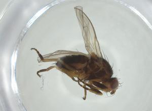  ( - CBG-A30649-G07)  @11 [ ] CreativeCommons - Attribution Share - Alike (2024) Centre for Biodiversity Genomics Centre for Biodiversity Genomics