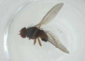  ( - CBG-A30737-A05)  @11 [ ] CreativeCommons - Attribution Share - Alike (2024) Centre for Biodiversity Genomics Centre for Biodiversity Genomics