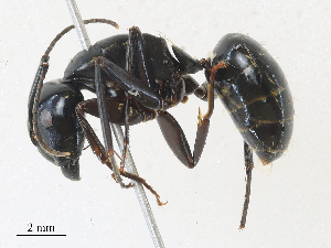  (Camponotus quercicola - CBG-A30918-A09)  @11 [ ] CreativeCommons - Attribution Share - Alike (2024) CBG Photography Group Centre for Biodiversity Genomics