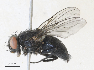  ( - CBG-A30921-H11)  @11 [ ] CreativeCommons - Attribution Share - Alike (2024) CBG Photography Group Centre for Biodiversity Genomics