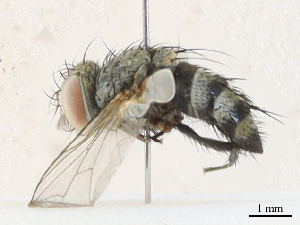  ( - CBG-A30974-C02)  @11 [ ] CreativeCommons - Attribution Share - Alike (2024) CBG Photography Group Centre for Biodiversity Genomics