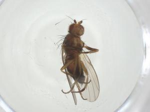  ( - CBG-A31853-B07)  @11 [ ] CreativeCommons - Attribution Share - Alike (2024) Centre for Biodiversity Genomics Centre for Biodiversity Genomics