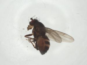  ( - CBG-A31868-G05)  @11 [ ] CreativeCommons - Attribution Share - Alike (2024) Centre for Biodiversity Genomics Centre for Biodiversity Genomics