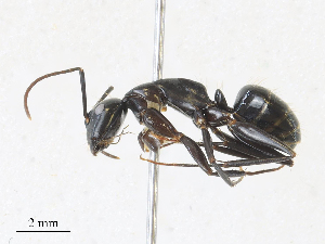  (Camponotus vicinus_dark_form - CBG-A17507-B09)  @11 [ ] CreativeCommons - Attribution Share - Alike (2024) CBG Photography Group Centre for Biodiversity Genomics