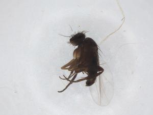  ( - CBG-A31897-B03)  @11 [ ] CreativeCommons - Attribution Share - Alike (2024) Centre for Biodiversity Genomics Centre for Biodiversity Genomics