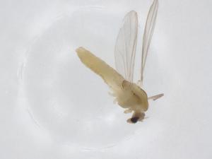  ( - CBG-A32244-D07)  @11 [ ] CreativeCommons - Attribution Share - Alike (2024) Centre for Biodiversity Genomics Centre for Biodiversity Genomics