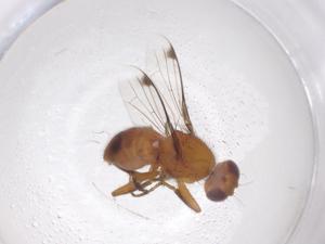  (Omomyia - CBG-A34073-A12)  @11 [ ] CreativeCommons - Attribution Share - Alike (2024) Centre for Biodiversity Genomics Centre for Biodiversity Genomics