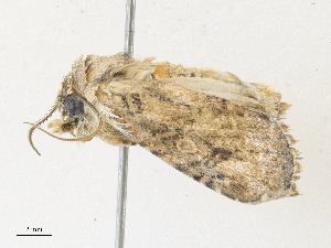  ( - CBG-A34284-A07)  @11 [ ] CreativeCommons - Attribution Share - Alike (2024) CBG Photography Group Centre for Biodiversity Genomics