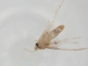  ( - CBG-A35755-B03)  @11 [ ] CreativeCommons - Attribution Share - Alike (2024) Centre for Biodiversity Genomics Centre for Biodiversity Genomics