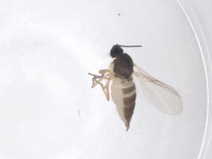  ( - CBG-A35780-A03)  @11 [ ] CreativeCommons - Attribution Share - Alike (2024) Centre for Biodiversity Genomics Centre for Biodiversity Genomics