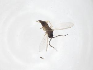  ( - CBG-A35781-A11)  @11 [ ] CreativeCommons - Attribution Share - Alike (2024) Centre for Biodiversity Genomics Centre for Biodiversity Genomics