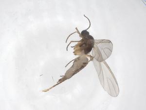  ( - CBG-A36985-F05)  @11 [ ] CreativeCommons - Attribution Share - Alike (2024) Centre for Biodiversity Genomics Centre for Biodiversity Genomics