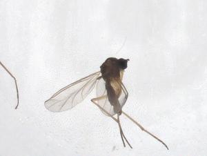  ( - CBG-A36985-F11)  @11 [ ] CreativeCommons - Attribution Share - Alike (2024) Centre for Biodiversity Genomics Centre for Biodiversity Genomics