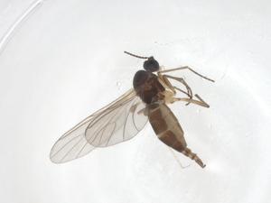  ( - CBG-A36986-A01)  @11 [ ] CreativeCommons - Attribution Share - Alike (2024) Centre for Biodiversity Genomics Centre for Biodiversity Genomics