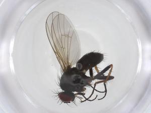  ( - CBG-A36989-B09)  @11 [ ] CreativeCommons - Attribution Share - Alike (2024) Centre for Biodiversity Genomics Centre for Biodiversity Genomics