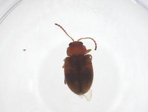  ( - CBG-A36996-B01)  @11 [ ] CreativeCommons - Attribution Share - Alike (2024) Centre for Biodiversity Genomics Centre for Biodiversity Genomics