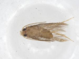  ( - CBG-A36996-F05)  @11 [ ] CreativeCommons - Attribution Share - Alike (2024) Centre for Biodiversity Genomics Centre for Biodiversity Genomics