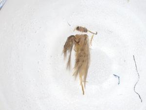  ( - CBG-A37134-D05)  @11 [ ] CreativeCommons - Attribution Share - Alike (2024) Centre for Biodiversity Genomics Centre for Biodiversity Genomics