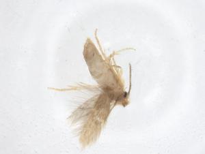  ( - CBG-A37134-D09)  @11 [ ] CreativeCommons - Attribution Share - Alike (2024) Centre for Biodiversity Genomics Centre for Biodiversity Genomics