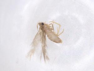  ( - CBG-A37135-D11)  @11 [ ] CreativeCommons - Attribution Share - Alike (2024) Centre for Biodiversity Genomics Centre for Biodiversity Genomics