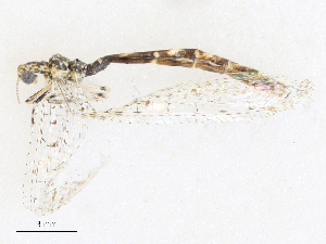  ( - CBG-A38427-G11)  @11 [ ] CreativeCommons - Attribution Share - Alike (2024) CBG Photography Group Centre for Biodiversity Genomics