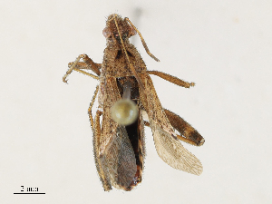  ( - CBG-A38434-G05)  @11 [ ] CreativeCommons - Attribution Share - Alike (2024) CBG Photography Group Centre for Biodiversity Genomics