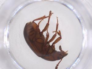  ( - CBG-A31667-G09)  @11 [ ] CreativeCommons - Attribution Share - Alike (2024) Centre for Biodiversity Genomics Centre for Biodiversity Genomics