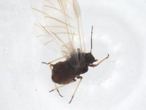  ( - CBG-A37184-F09)  @11 [ ] CreativeCommons - Attribution Share - Alike (2024) Centre for Biodiversity Genomics Centre for Biodiversity Genomics