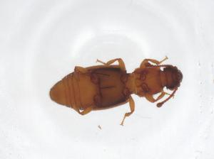  ( - CBG-A37844-C12)  @11 [ ] CreativeCommons - Attribution Share - Alike (2024) Centre for Biodiversity Genomics Centre for Biodiversity Genomics