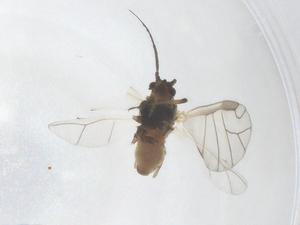  ( - CBG-A37878-A06)  @11 [ ] CreativeCommons - Attribution Share - Alike (2024) Centre for Biodiversity Genomics Centre for Biodiversity Genomics