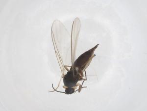  ( - CBG-A38163-B04)  @11 [ ] CreativeCommons - Attribution Share - Alike (2024) Centre for Biodiversity Genomics Centre for Biodiversity Genomics