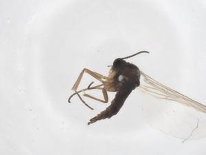  ( - CBG-A38164-B04)  @11 [ ] CreativeCommons - Attribution Share - Alike (2024) Centre for Biodiversity Genomics Centre for Biodiversity Genomics