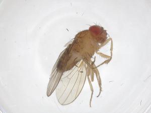  ( - CBG-A38164-F12)  @11 [ ] CreativeCommons - Attribution Share - Alike (2024) Centre for Biodiversity Genomics Centre for Biodiversity Genomics